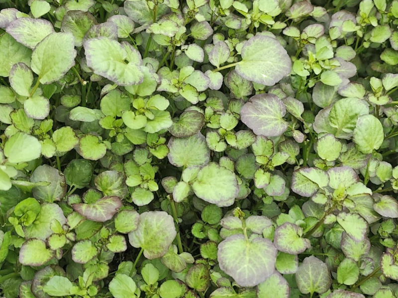 Lila Brunnenkresse - Nasturtium x officinalis
