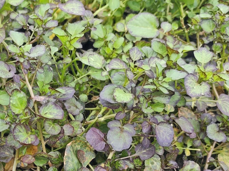 Lila Brunnenkresse - Nasturtium x officinalis