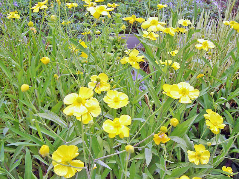 Zungenhahnenfuß - Ranunculus lingua