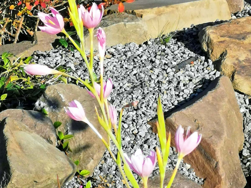 Spaltgriffel rosa - Schizostylis coccinea