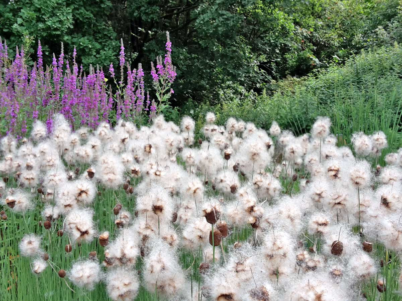 Typha minima - Zwerg-Rohrkolben
