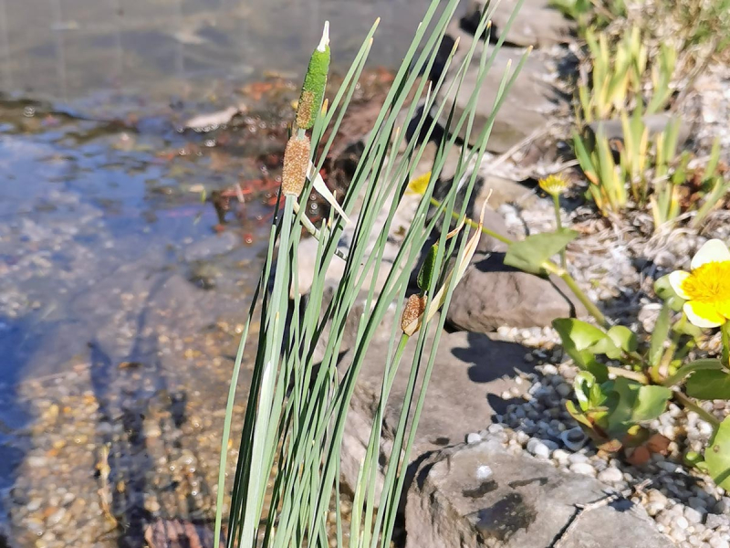 Typha minima - Zwerg-Rohrkolben