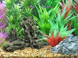 Caruqa-Wurzel für Aquarien und Teiche 1