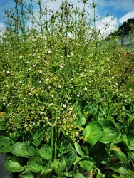 XXL Rosettenfroschlöffel 2 L Pflanztopf mit Logo bienenfreundlich