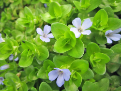 Bacopa caroliniana - Fettblatt