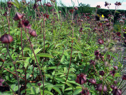 Potentilla palustris - Blutauge